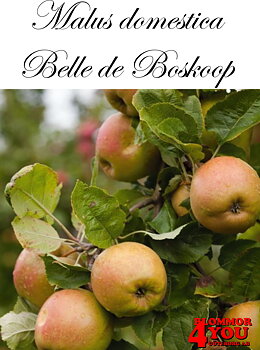 Äpple M.dom Belle de Boskoop E A2    Stam 2-års A-kv Co/Pack Co