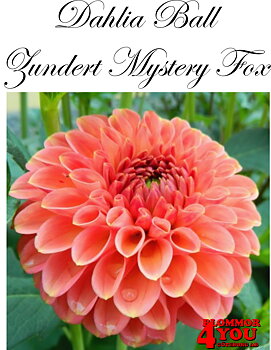 Dahlia      Zundert Mystery Fox