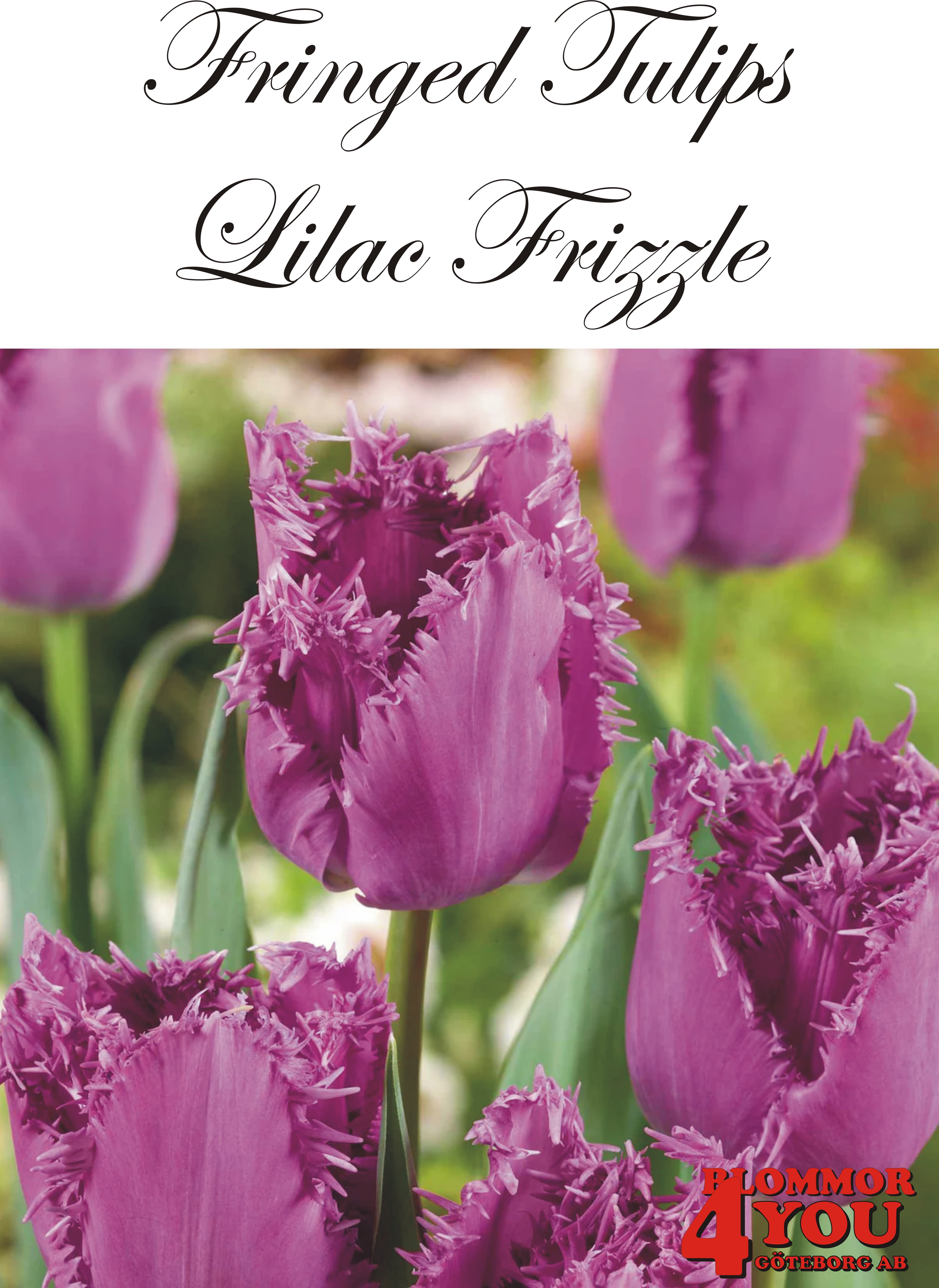 80614  LILAC FRIZZLE      FRANSADTULPAN