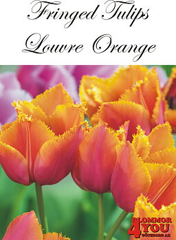 80616  LOUVRE ORANGE      FRANSAD TULPAN