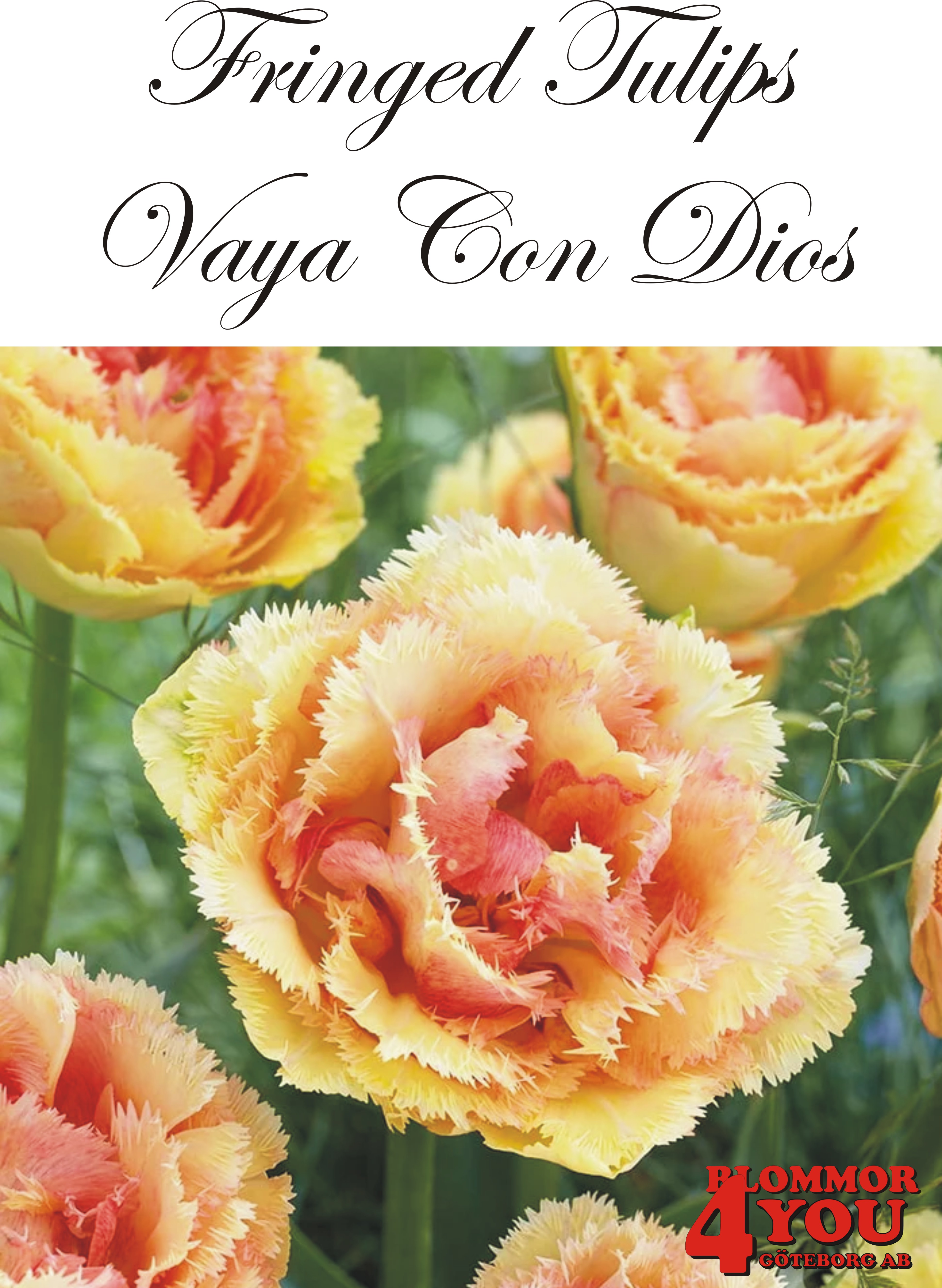 80665  VAYA CON DIOS   DUBBEL FRANSAD TULPAN