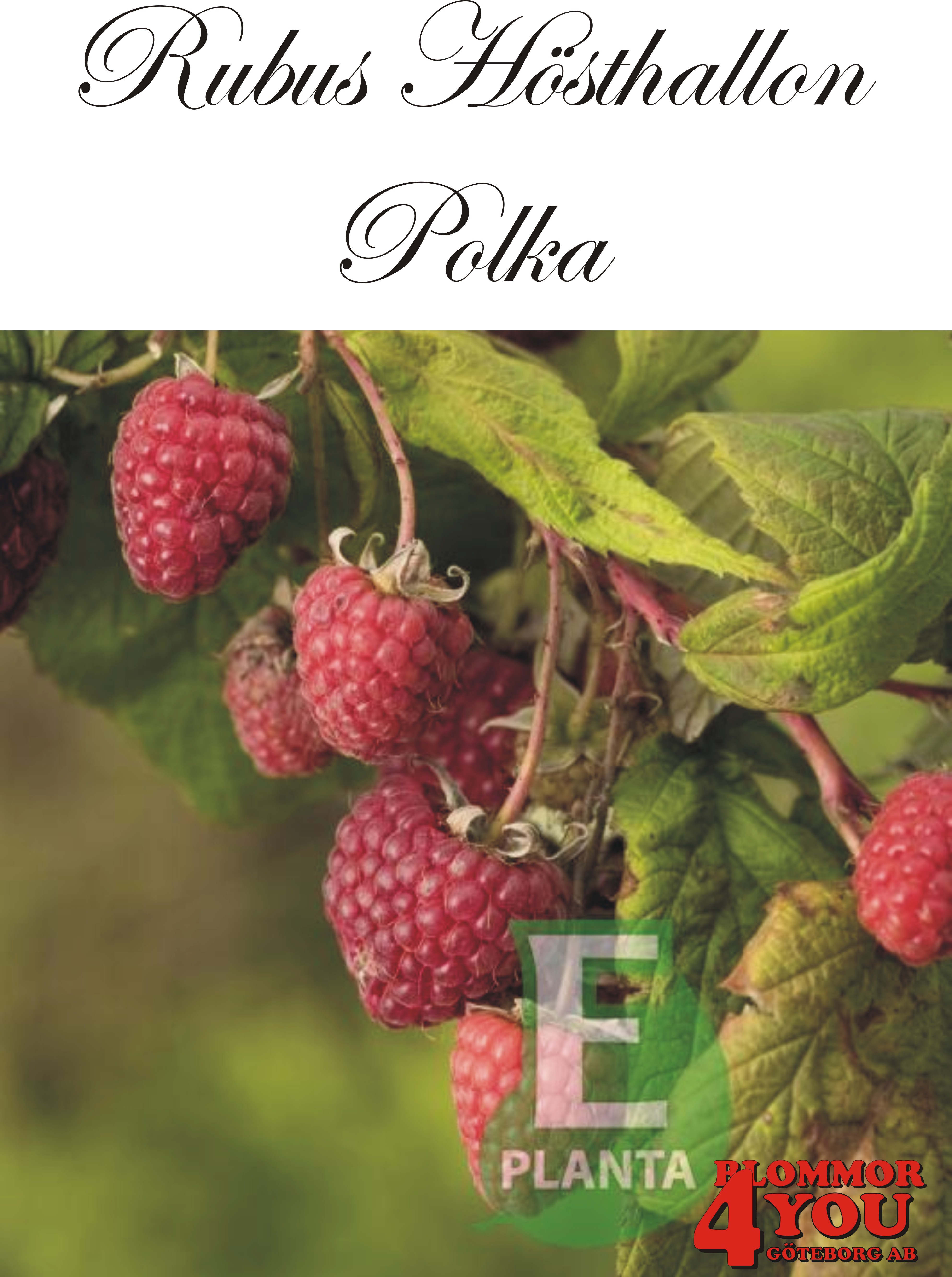 Trädgårdshallon  Rubus (Hösthallon) POLKA* E   (cert)   A-kv C3,5