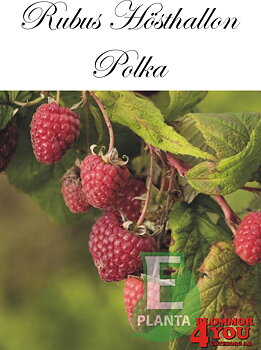 Trädgårdshallon  Rubus (Hösthallon) POLKA* E   (cert)   A-kv C3,5