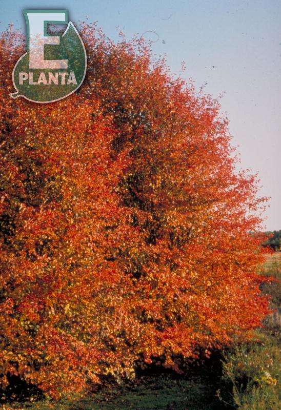 Amelanchier spicata Fk Falun E Häck 1/2 50-80 Cm - 5