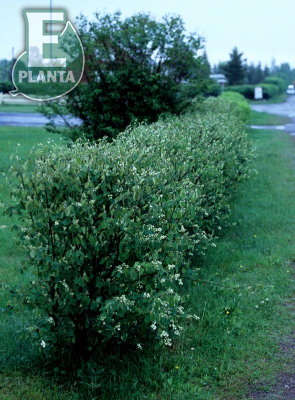Amelanchier spicata Fk Falun E Häck 1/2 50-80 Cm - 3