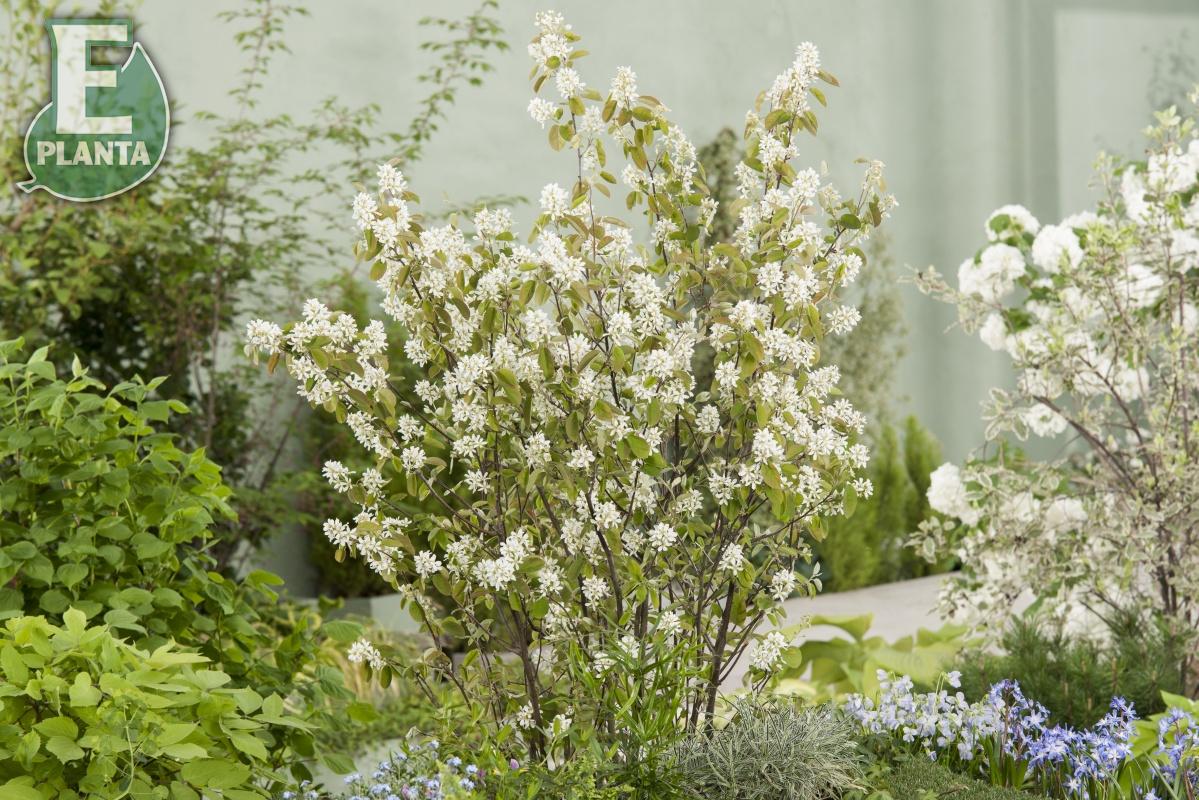 Amelanchier spicata Fk Falun E Häck 1/2 50-80 Cm - 2