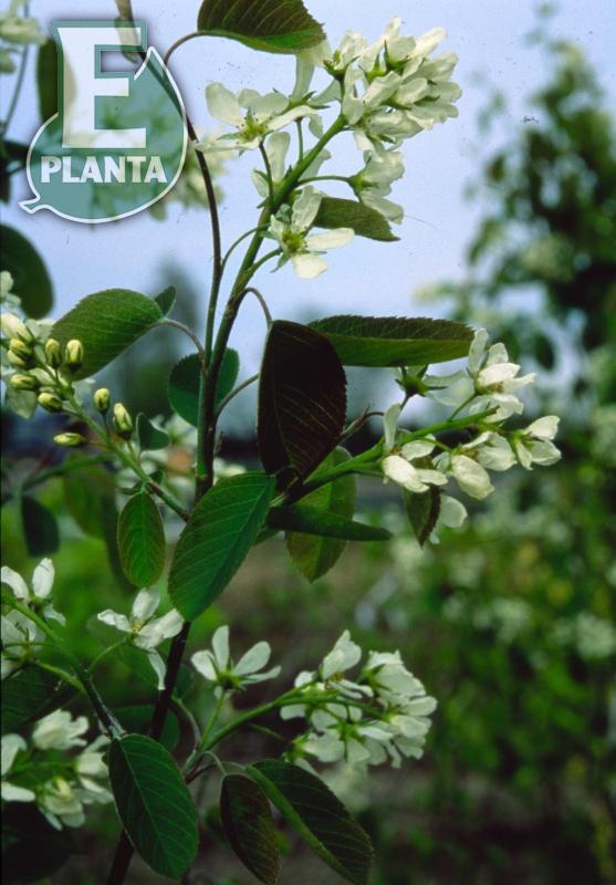 Amelanchier spicata Fk Falun E Häck 1/2 50-80 Cm - 4