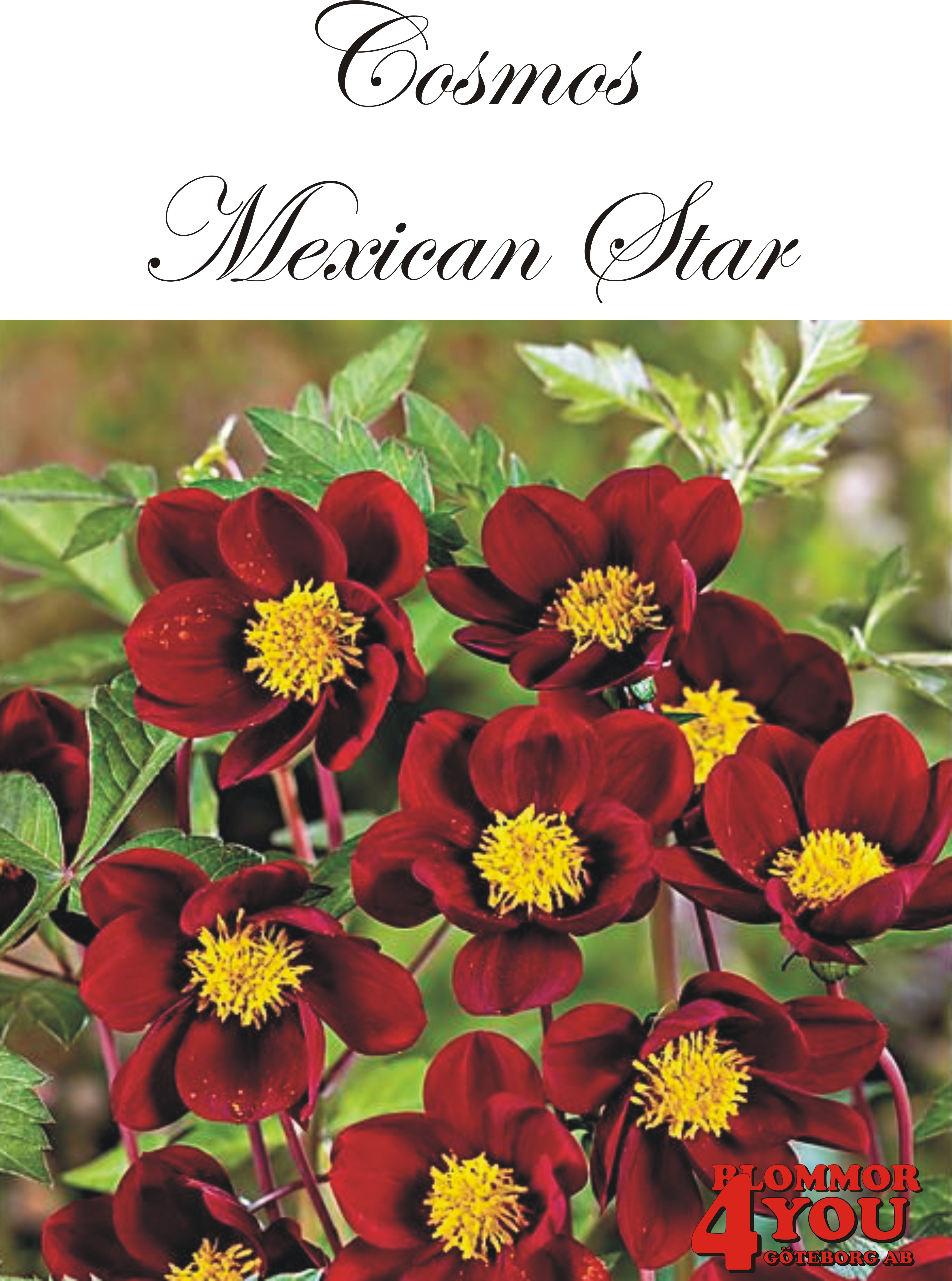 Cosmos Mexican Star    CHOKLADBLOMMA