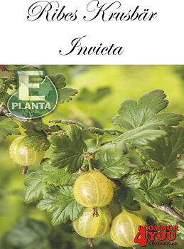 Krusbär  Ribes (Grossularia) INVICTA   E (cert)   Busk C3,5