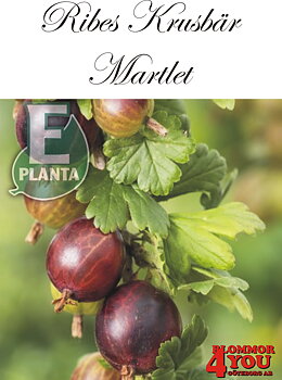 Krusbär   Ribes (Grossularia) MARTLET  E (cert)   Busk C3,5