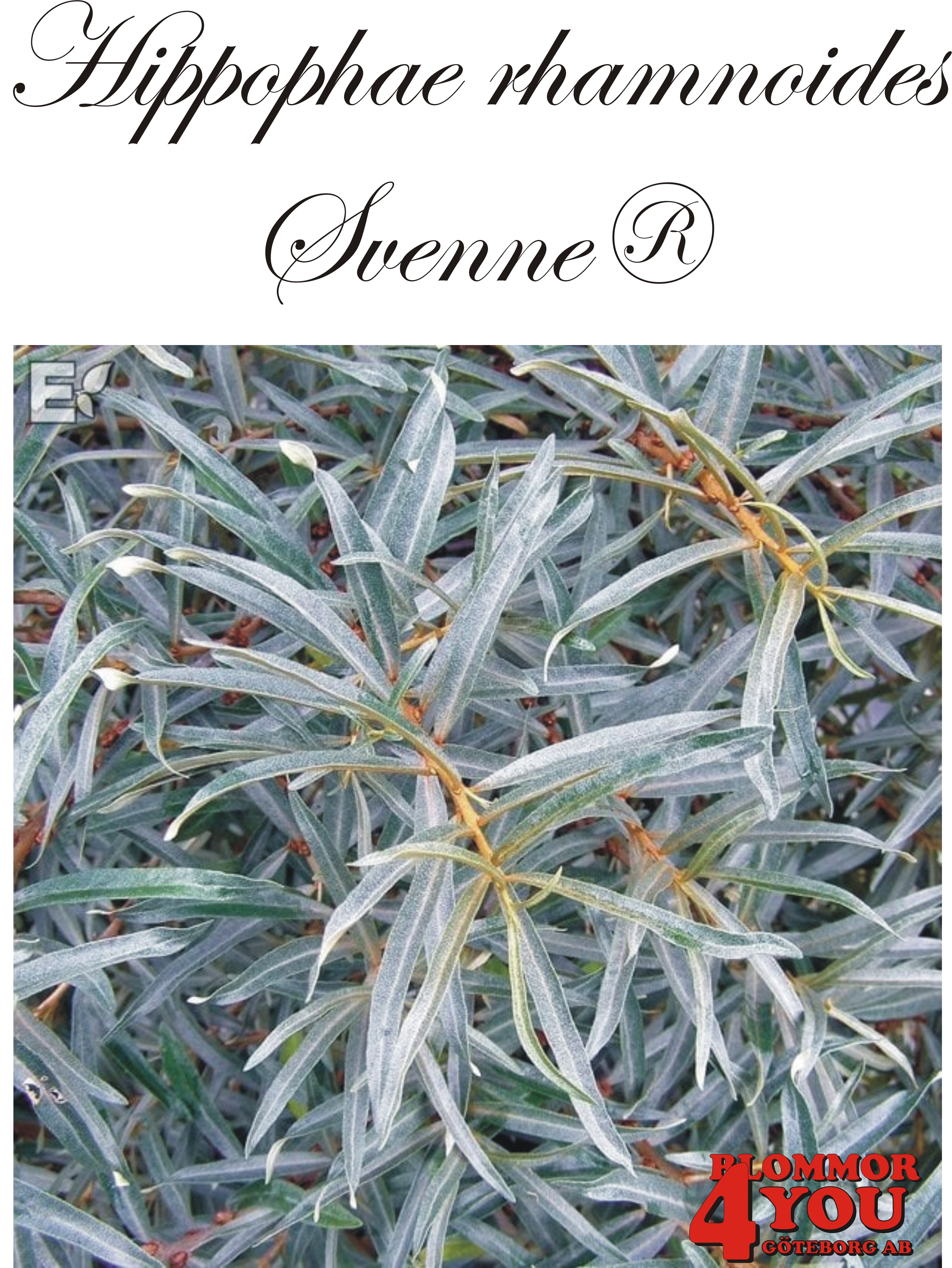 Hippophae Svenne® E (BHi32415hane) (c)   Busk C3,5