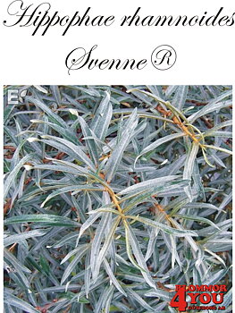 Hippophae Svenne® E (BHi32415hane) (c)   Busk C3,5