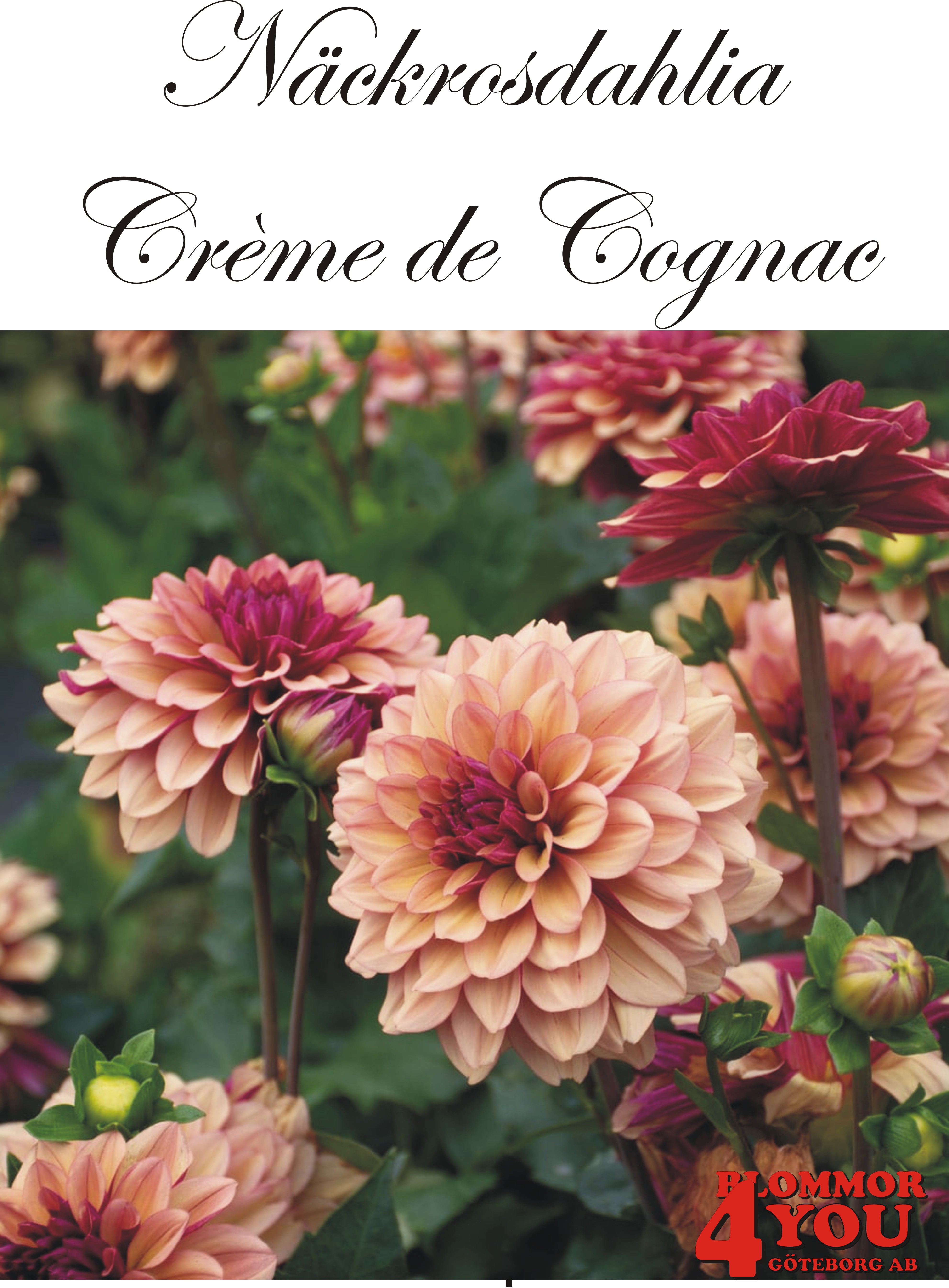 Dahlia Crème de Cognac