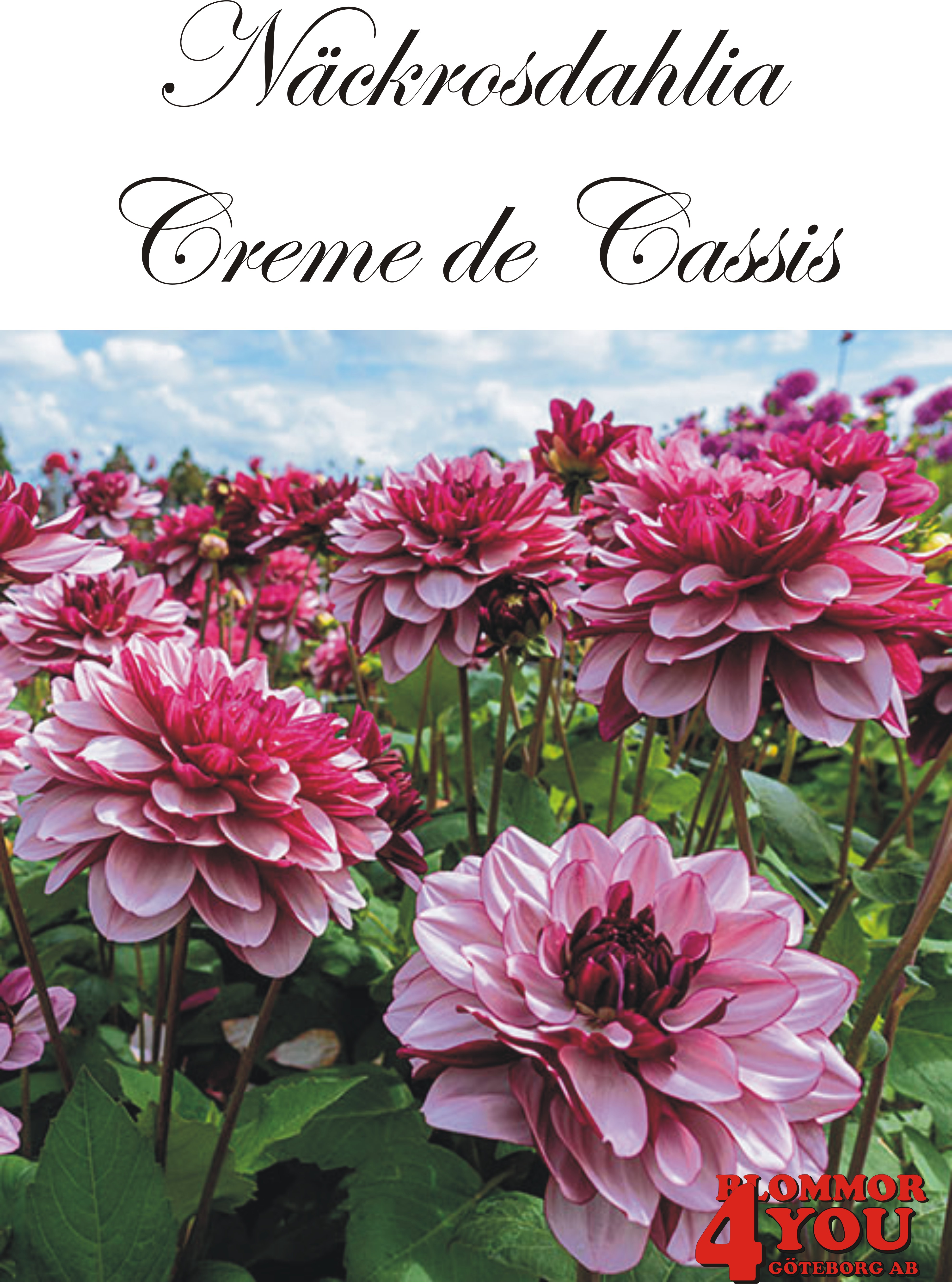Dahlia Creme de Cassis