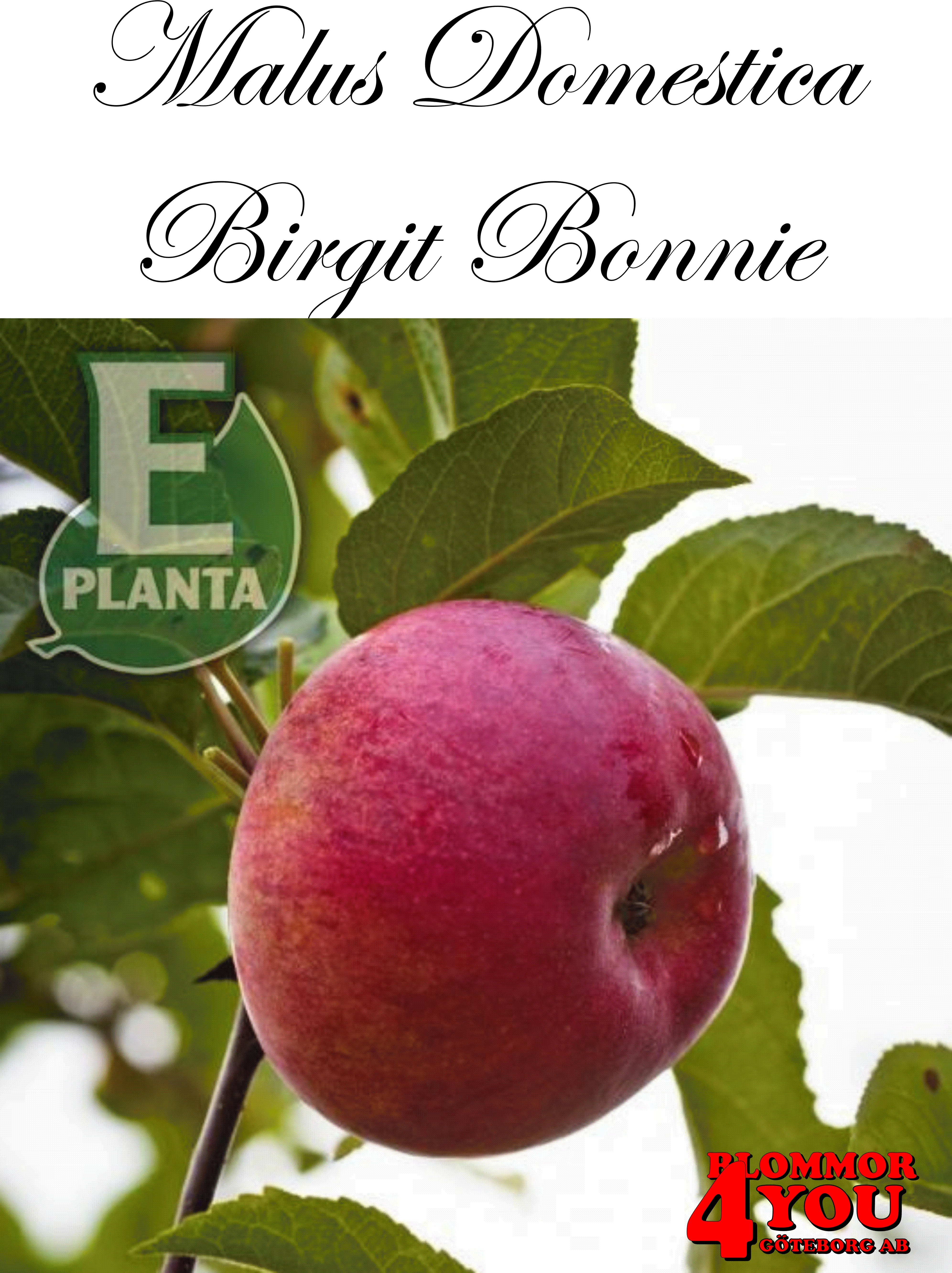 Äpple M.dom Birgit Bonnier E A2    Stam 2-års A-kv Co/Pack Co