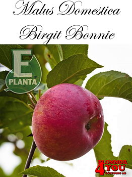 Äpple M.dom Birgit Bonnier E A2    Stam 2-års A-kv Co/Pack Co