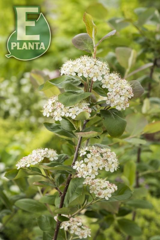 Aronia  prunifolia Fk Västeråker E Häck 1/1 30-50  cm - 3