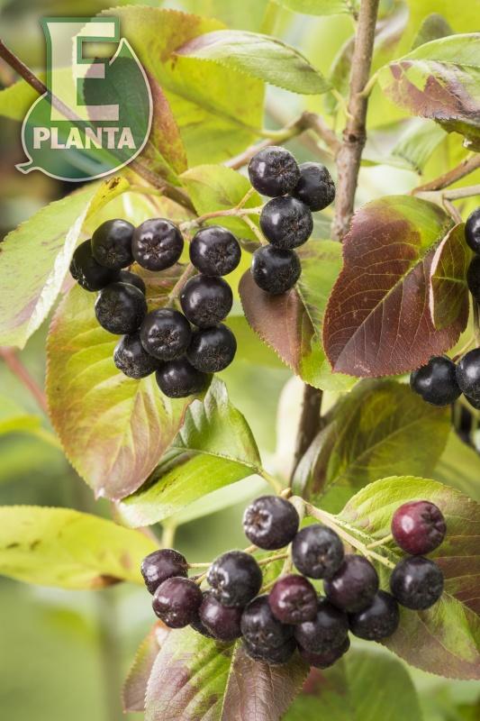 Aronia  prunifolia Fk Västeråker E Häck 1/1 30-50  cm - 4