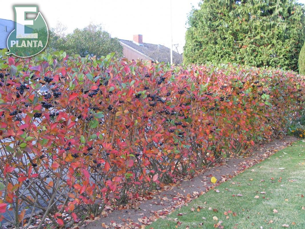 Aronia  prunifolia Fk Västeråker E Häck 1/1 30-50  cm - 5