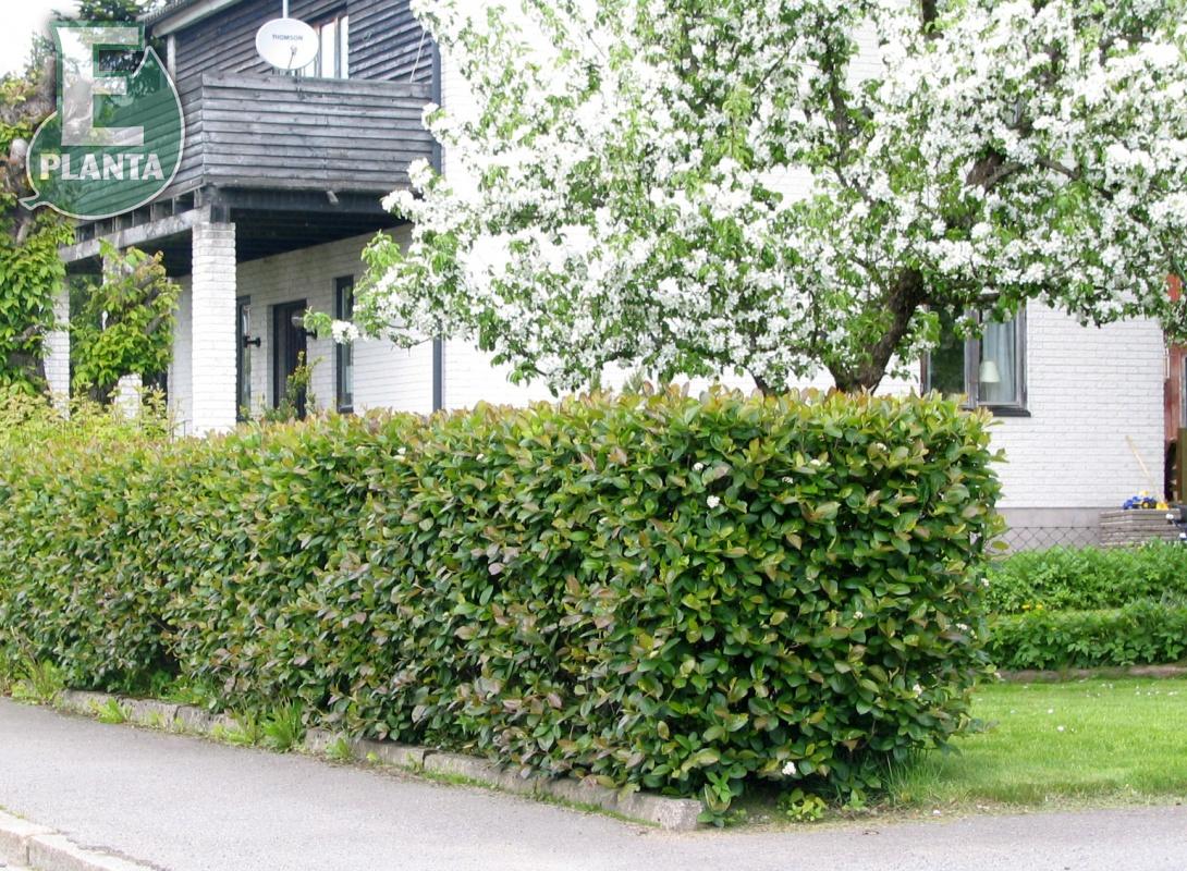 Aronia  prunifolia Fk Västeråker E Häck 1/1 30-50  cm - 2