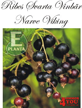 Ribes nigrum  (Svarta vinbär)   NARVE VIKING E   (EPS-cert) Busk C3,5