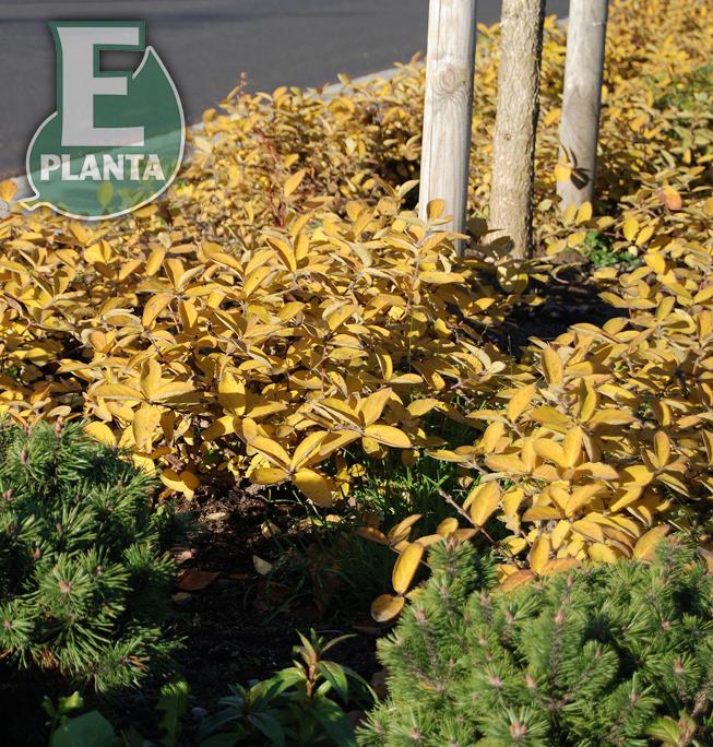Lonicera cae. var. kamt. Anja® E (BLo D*)   Busk C3,5 - 3