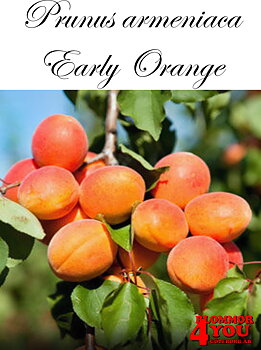 APRIKOS   Prunus armeniaca Early Orange (CAC) St.JulA   Lågst 2-års A-kv Co