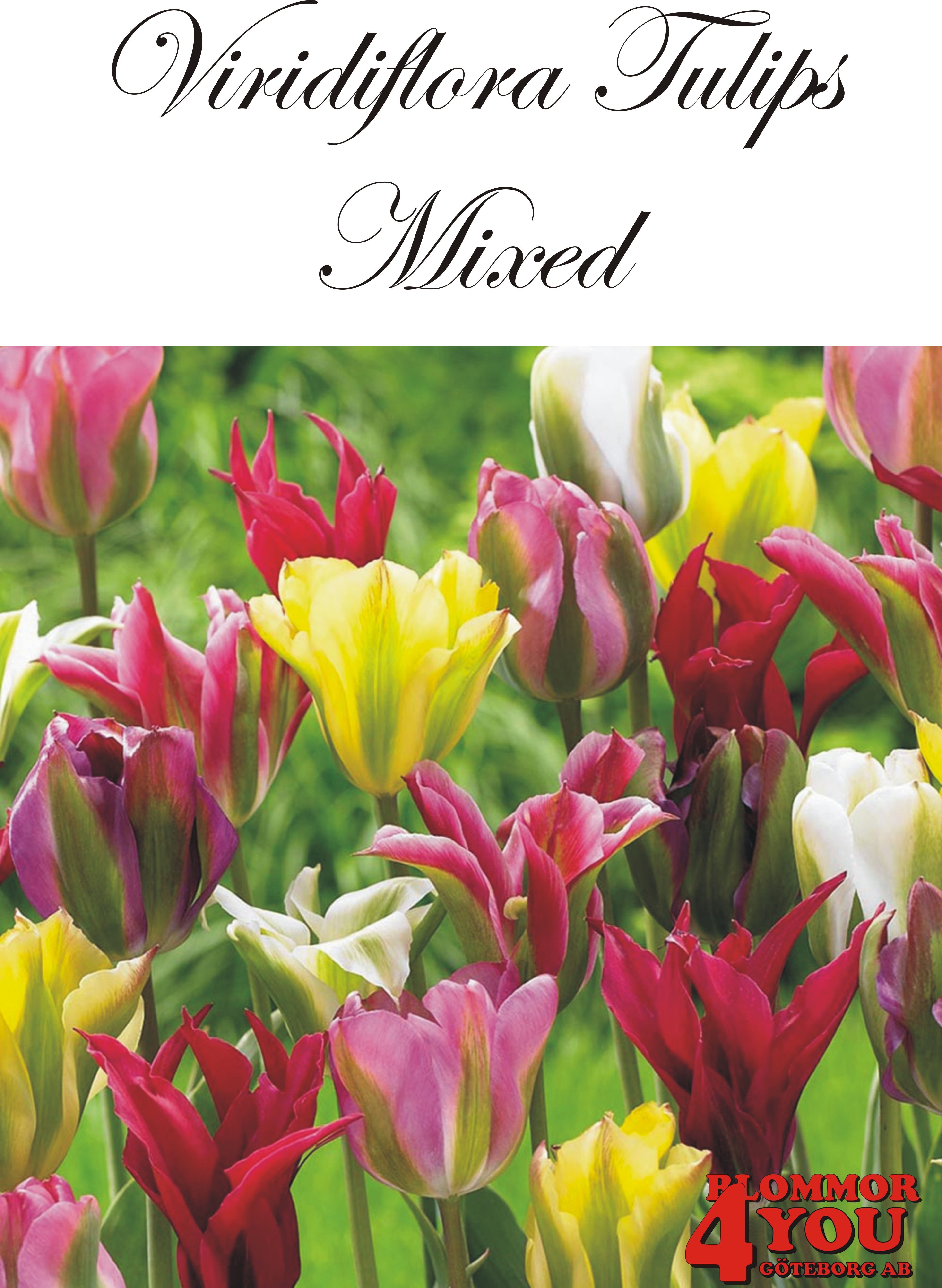 80375  VIRIDIFLORA MIXAD    VIRIDIFLORATULPAN