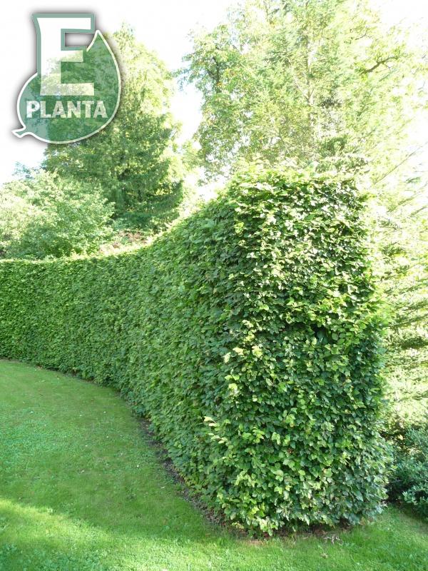 Avenbok Carpinus betulus Häck 30-50  CM  C1,0   Planterad i 1 Liters kruka. - 2