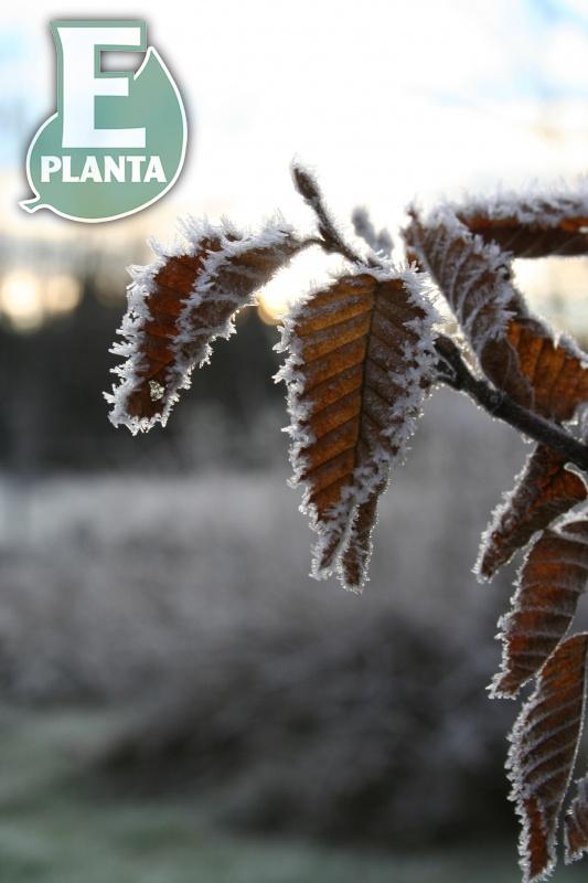 Avenbok Carpinus betulus Häck 50-80 CM    C1,0   Planterad i 1 Liters kruka. - 6