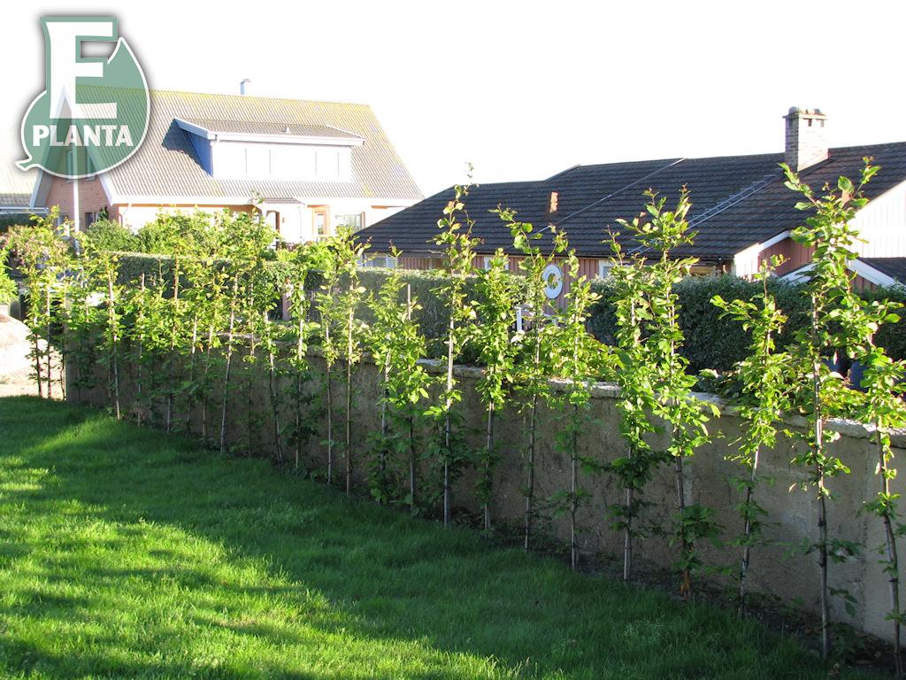 Avenbok Carpinus betulus Häck 50-80 CM    C1,0   Planterad i 1 Liters kruka. - 3