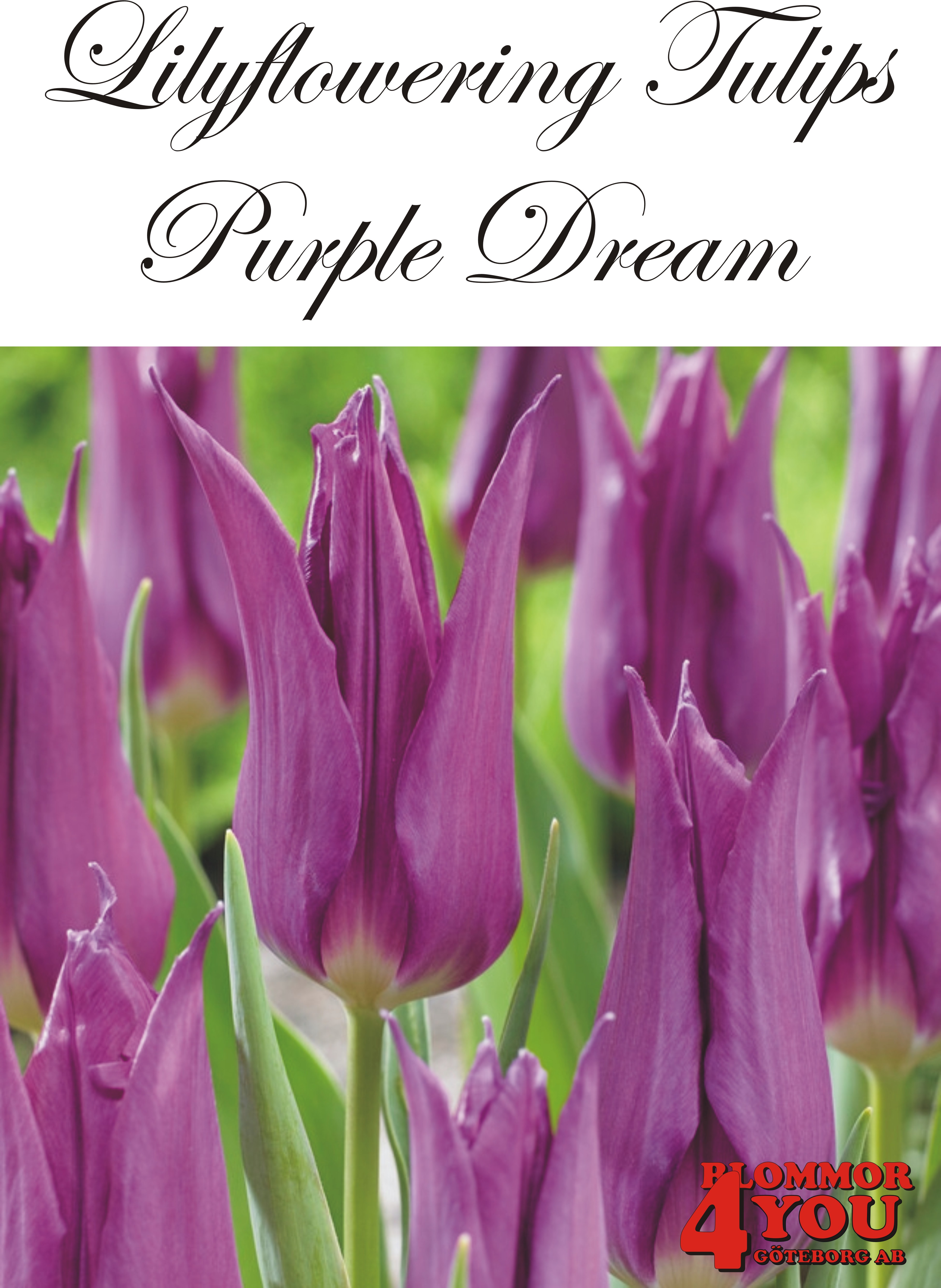 80885   PURPLE DREAM       LILJEBLOMMANDE TULPAN