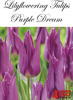 80885   PURPLE DREAM       LILJEBLOMMANDE TULPAN