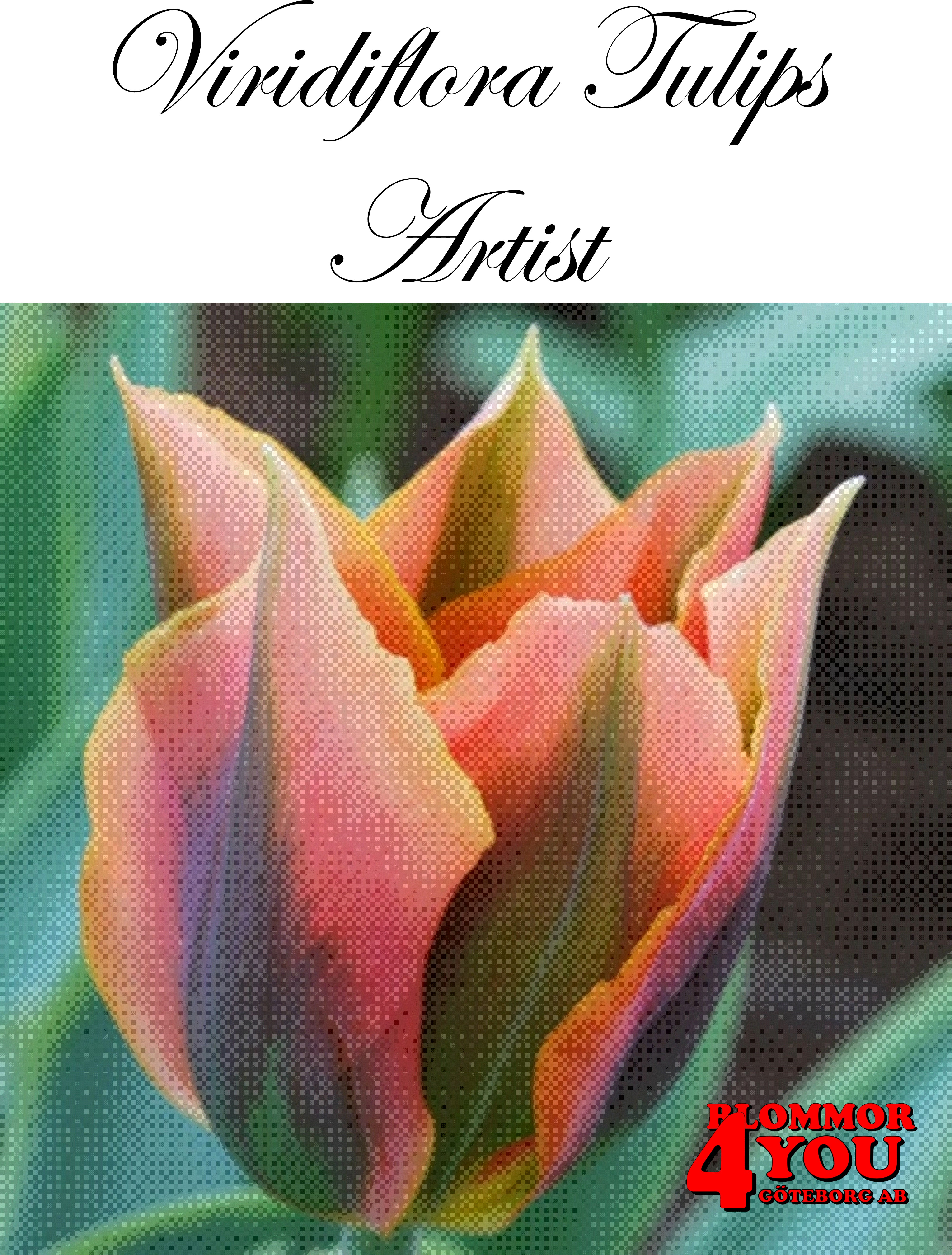 80340  ARTIST    VIRIDIFLORATULPAN