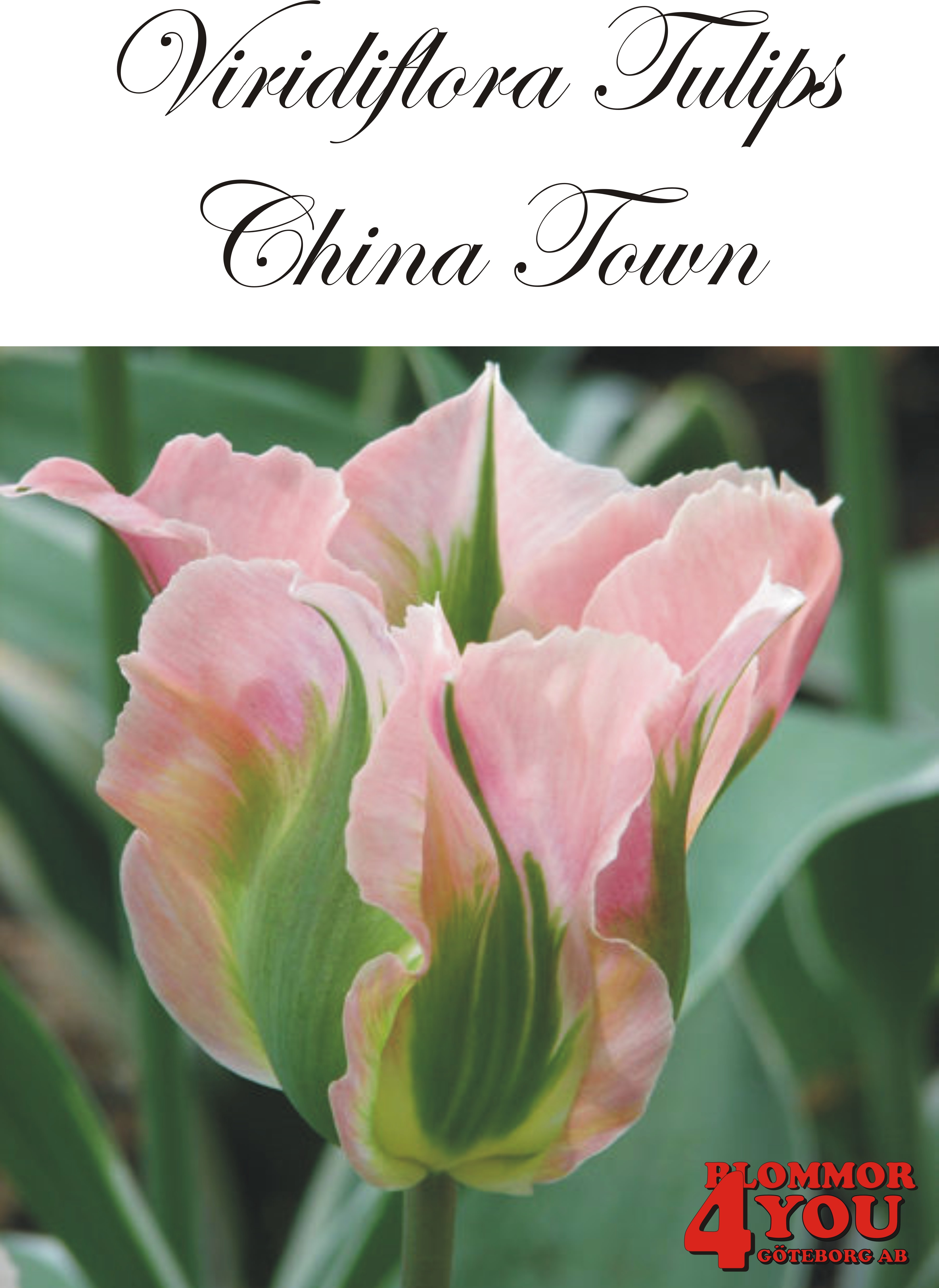 80345  CHINA TOWN    VIRIDIFLORATULPAN