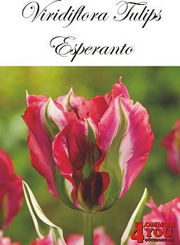 80350  ESPERANTO    VIRIDIFLORATULPAN