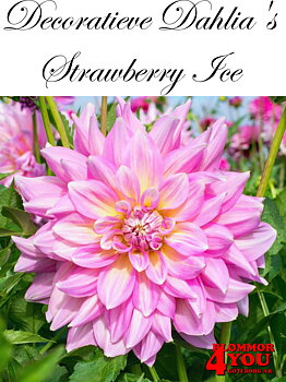 Dahlia Strawberry Ice