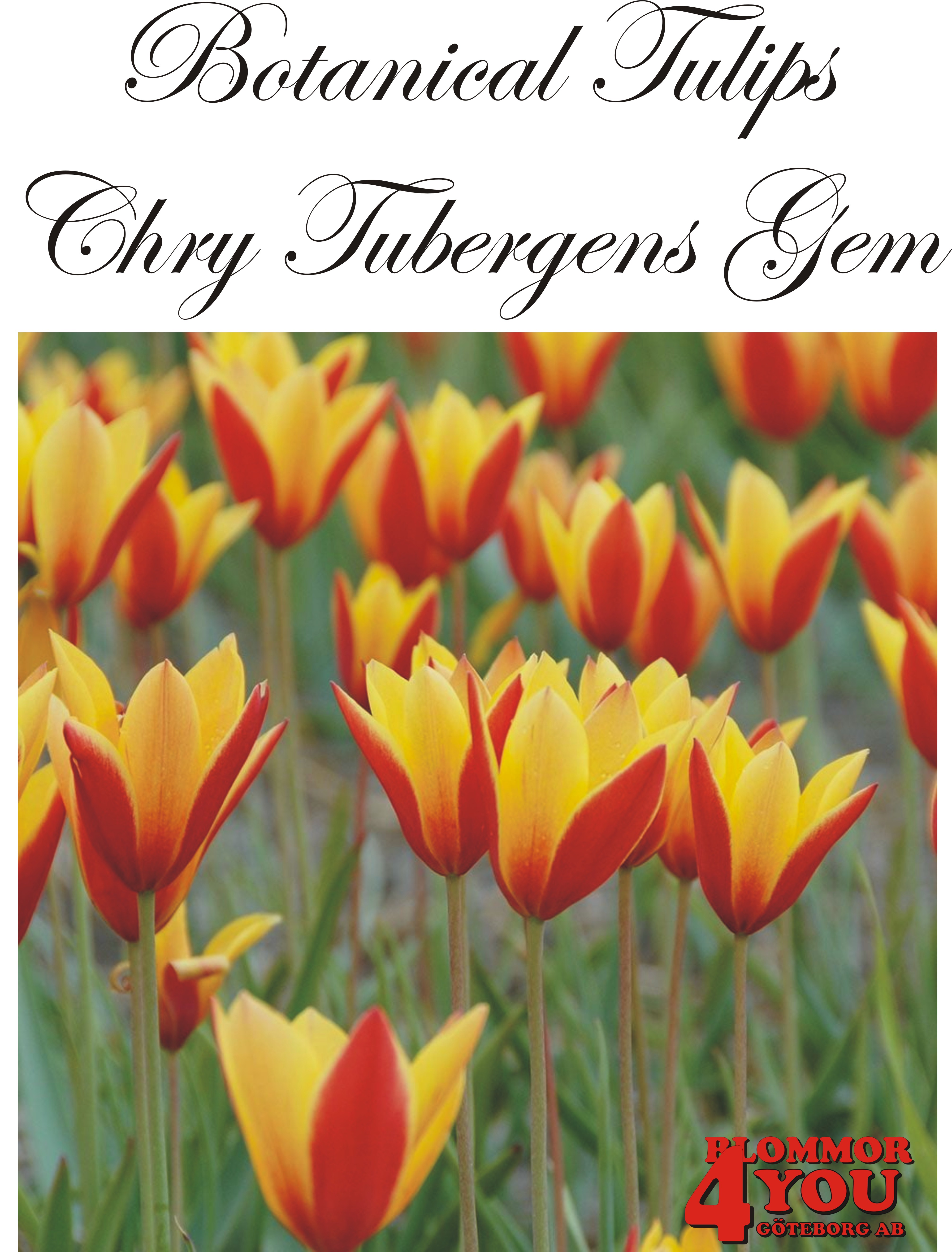 80925   CHRY TUBERGENS GEM       BOTANISKTULPAN