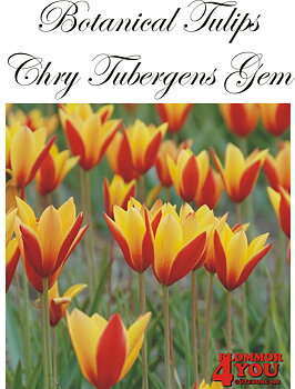 80925   CHRY TUBERGENS GEM       BOTANISKTULPAN