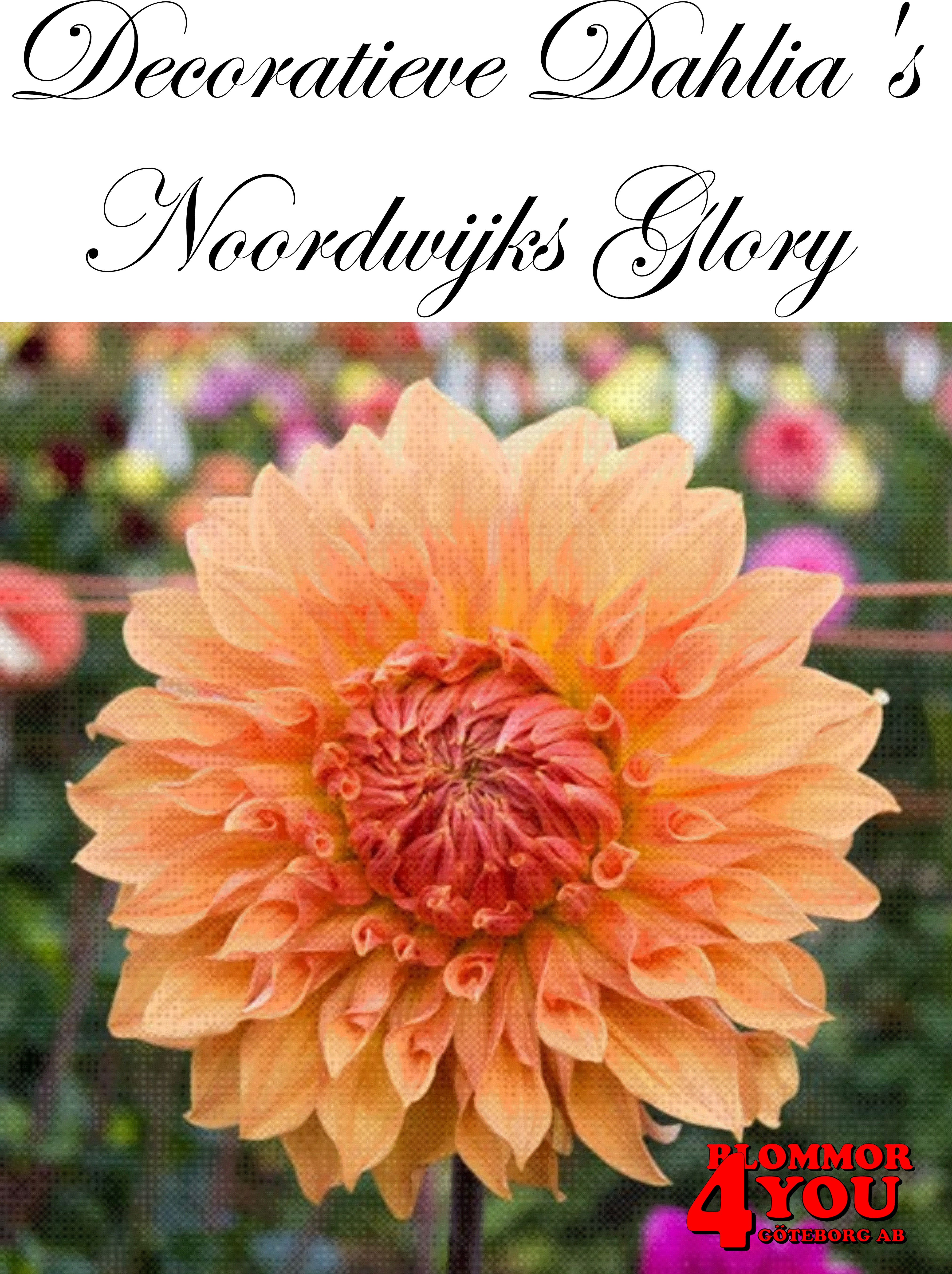 Dahlia Noordwijks Glory