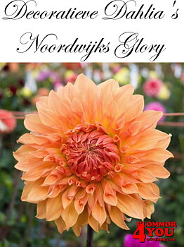 Dahlia Noordwijks Glory