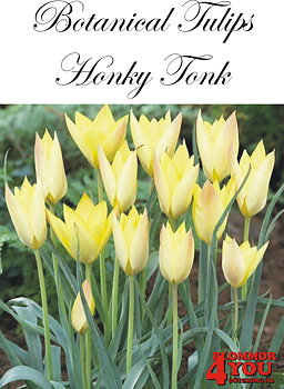 80930  HONKY TONK      BOTANISK TULPAN