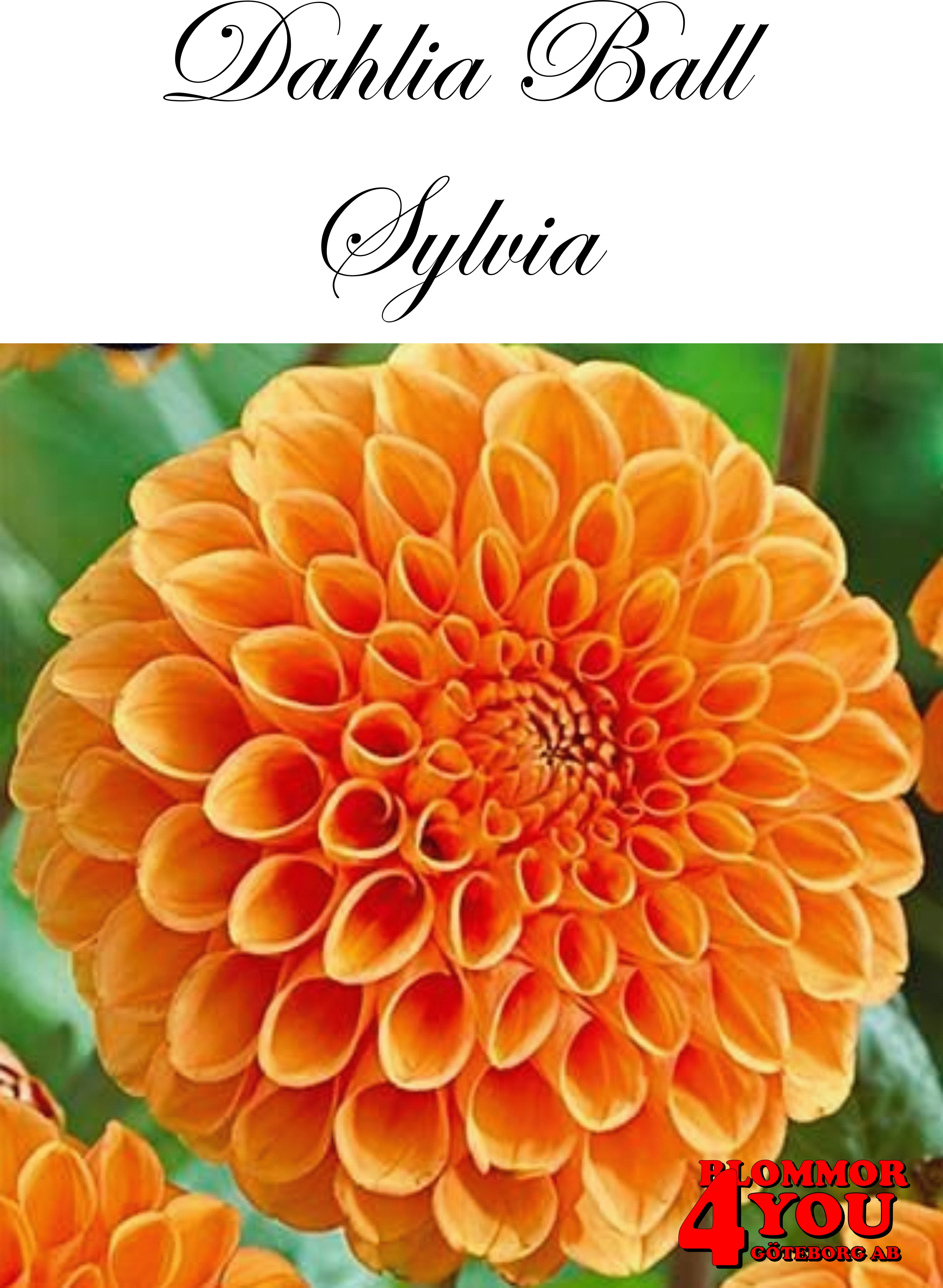 Bolldahlia      Sylvia