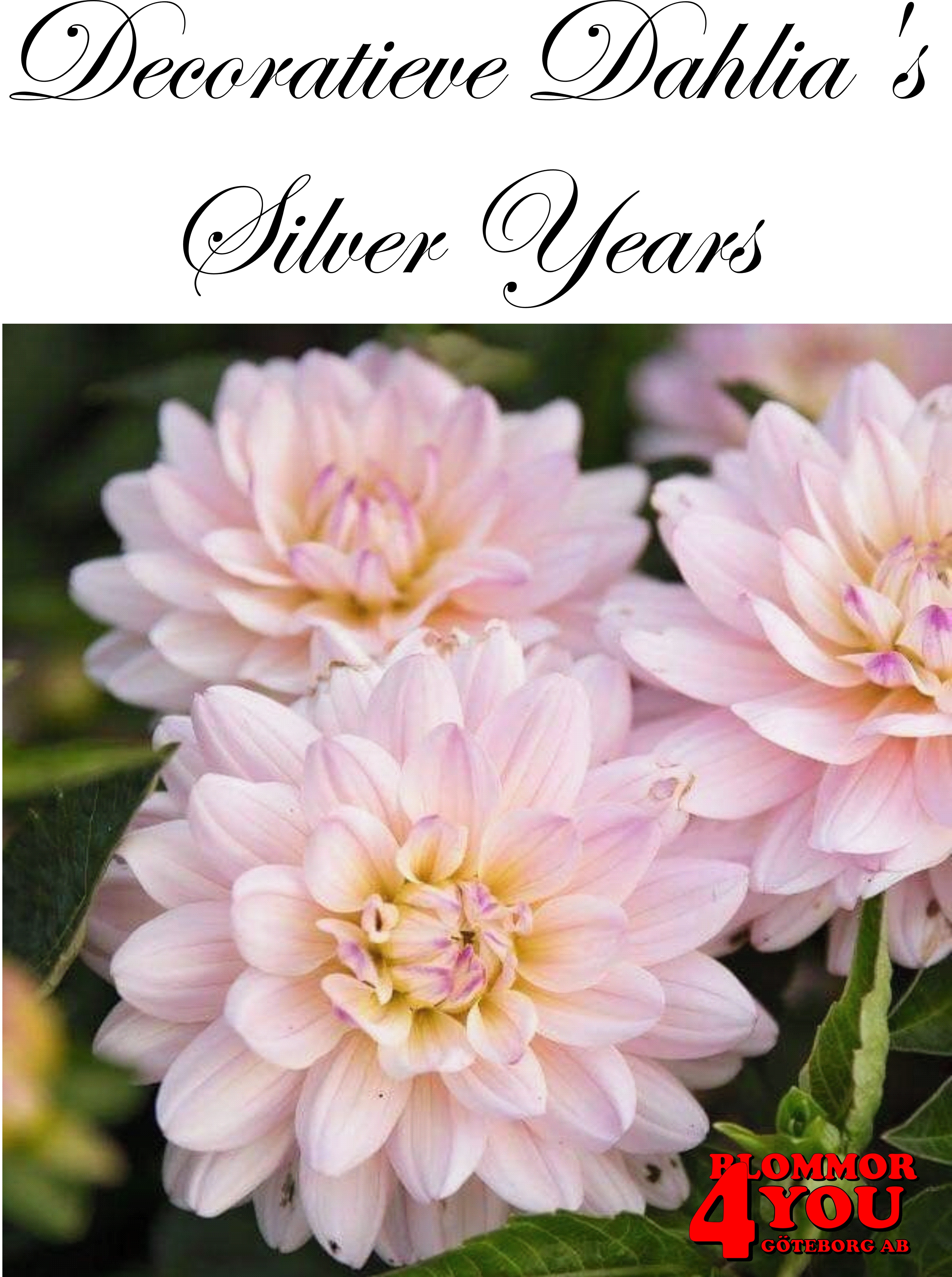 Dahlia Silver Years