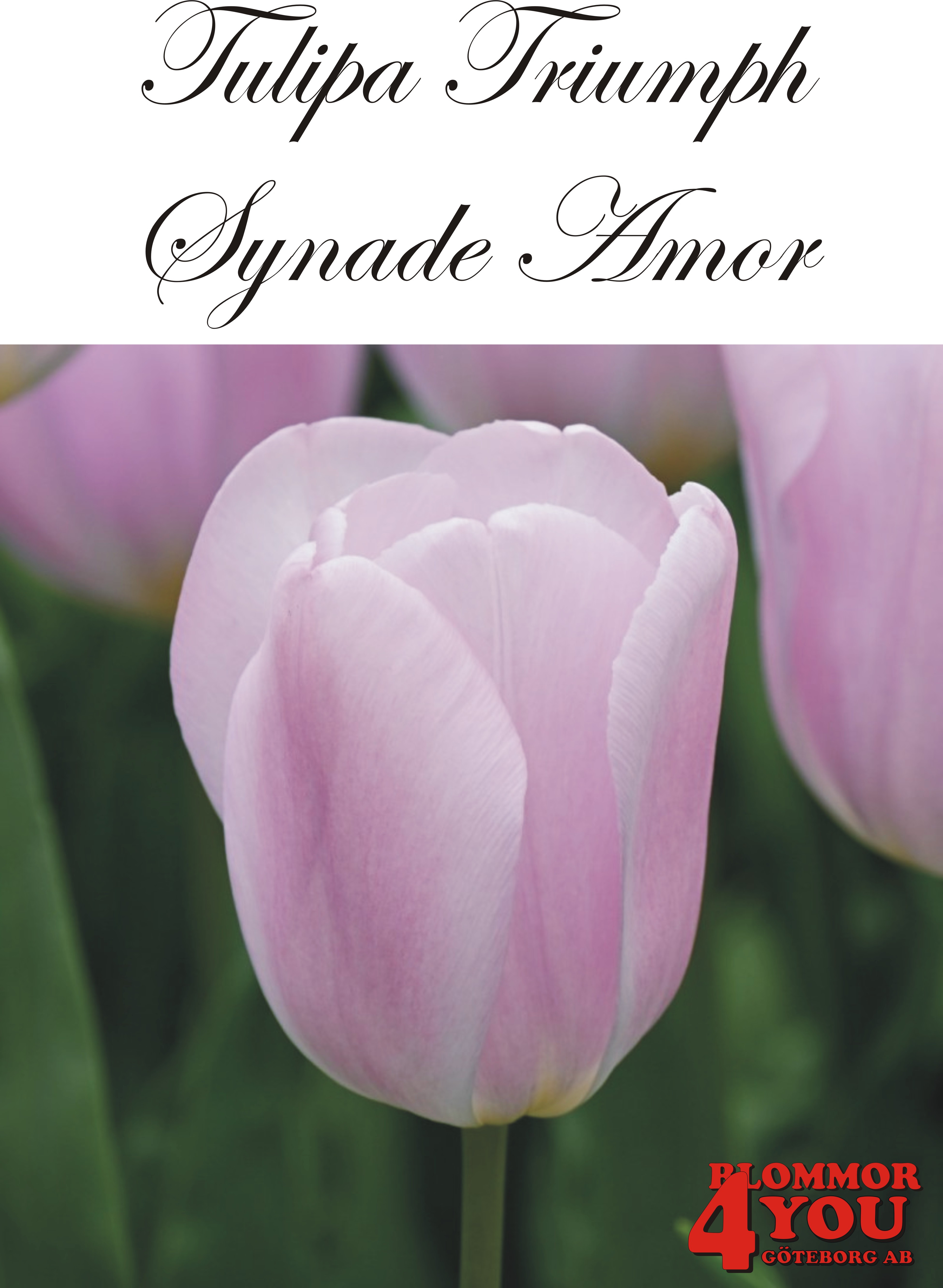 80265  SYNADE AMOR  TRIUMPHTULPAN
