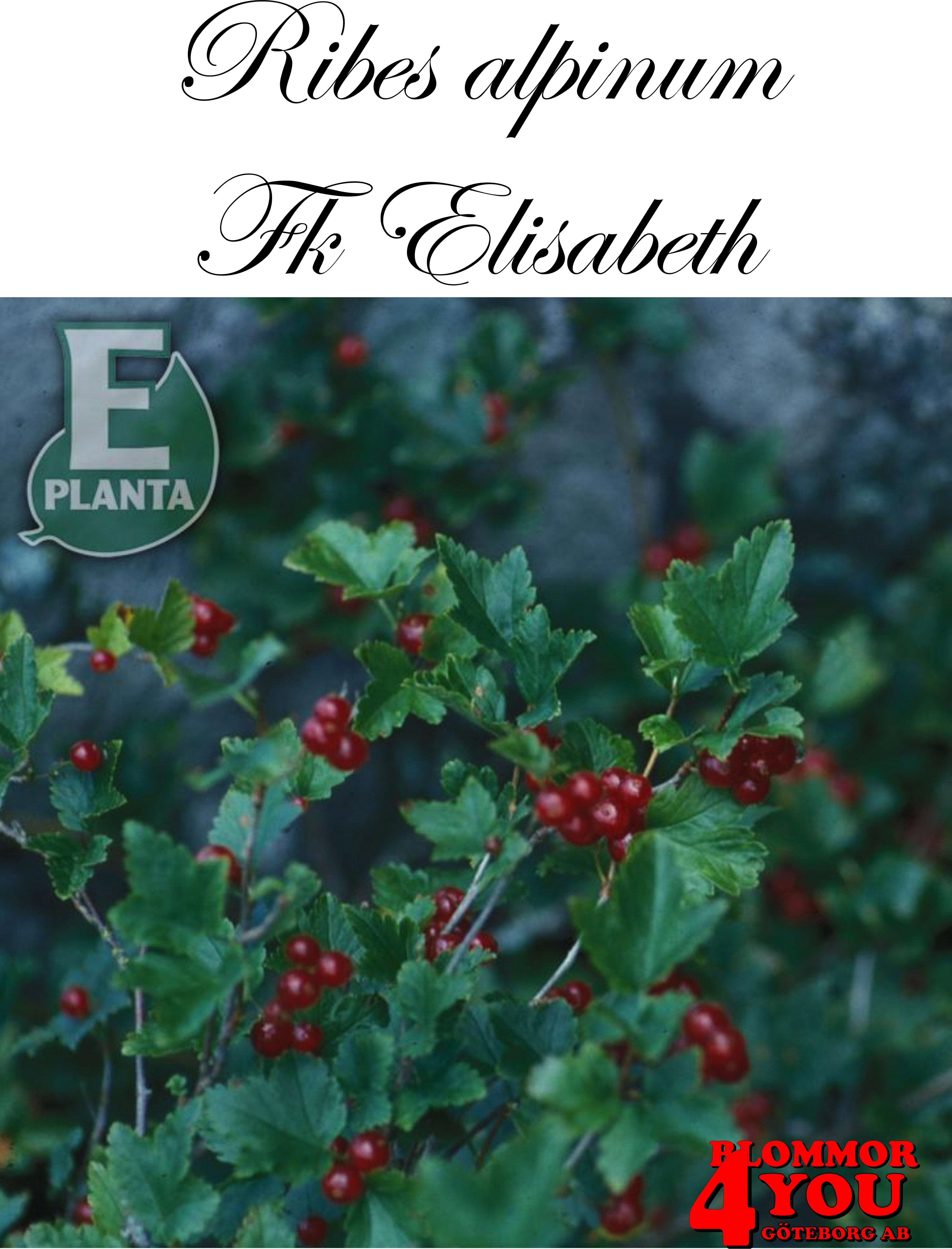Krypmåbär Ribes alpinum Fk Elisabeth E  Busk C3,5