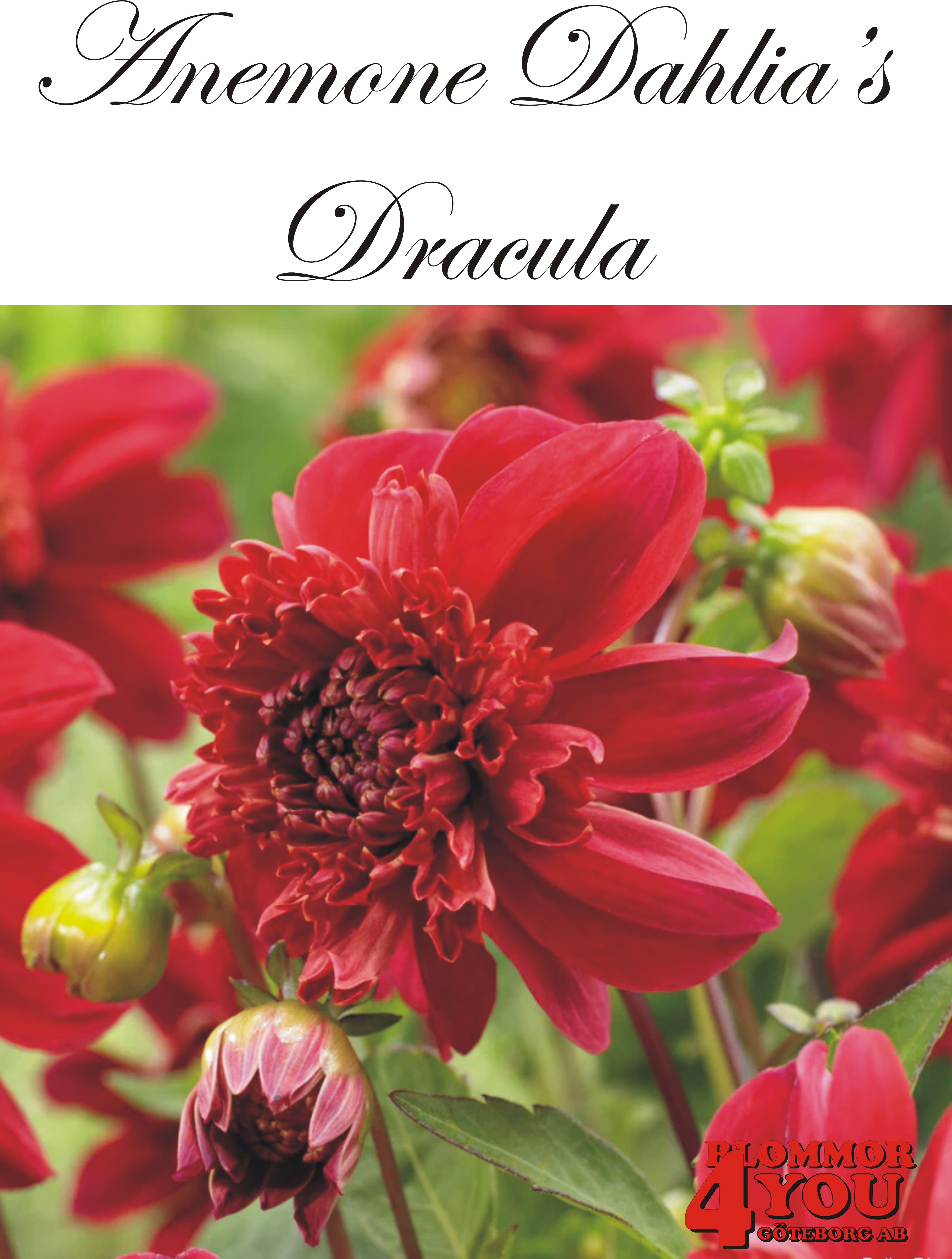Anemone   Dahlia      Dracula