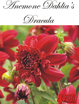 Anemone   Dahlia      Dracula