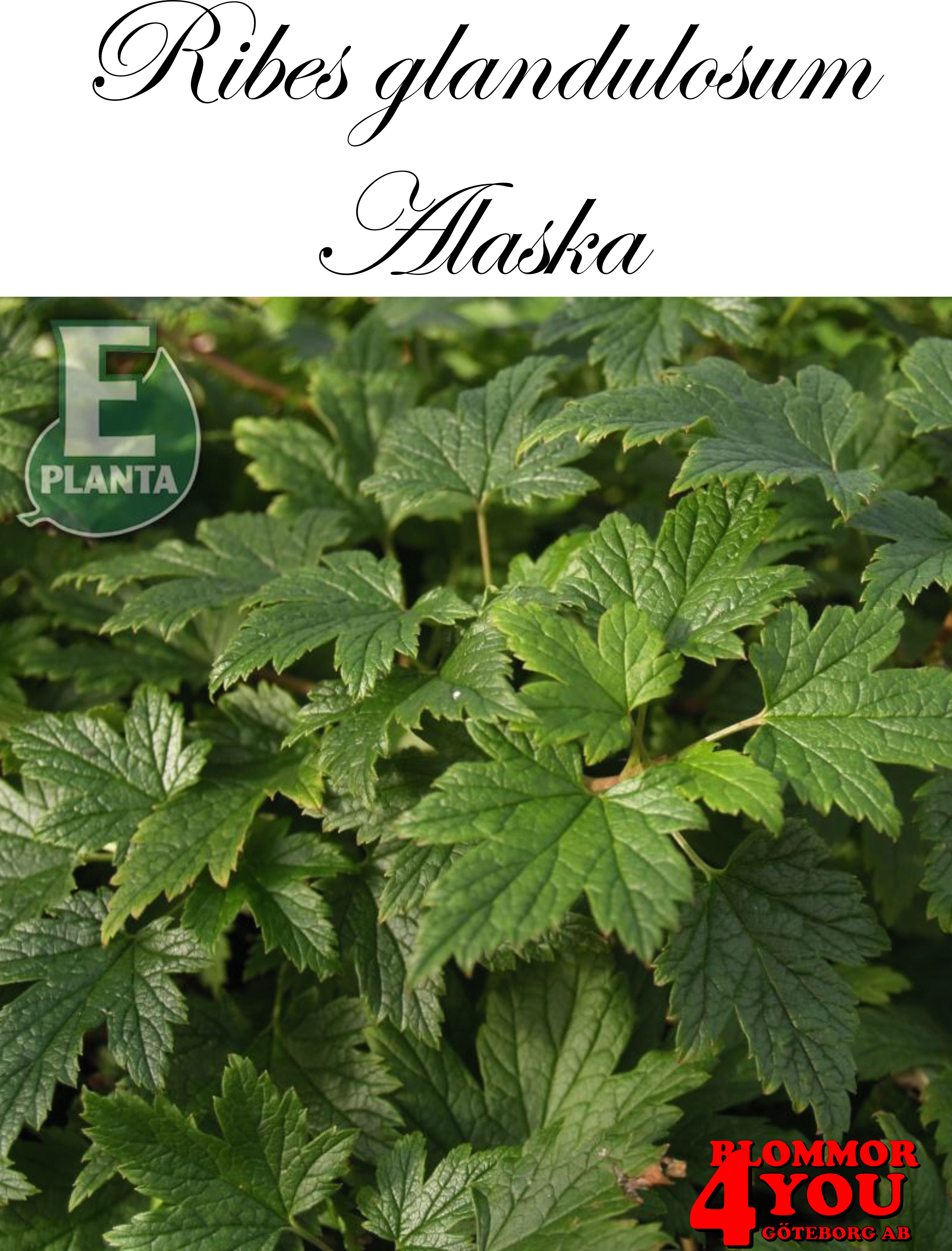 Krypmåbär Ribes glandulosum Alaska E  Busk C3,5