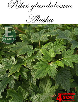 Krypmåbär Ribes glandulosum Alaska E  Busk C3,5